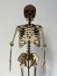 Preview: Human skeleton (Cool Human Skeleton) as a 3D model -  close up front vie